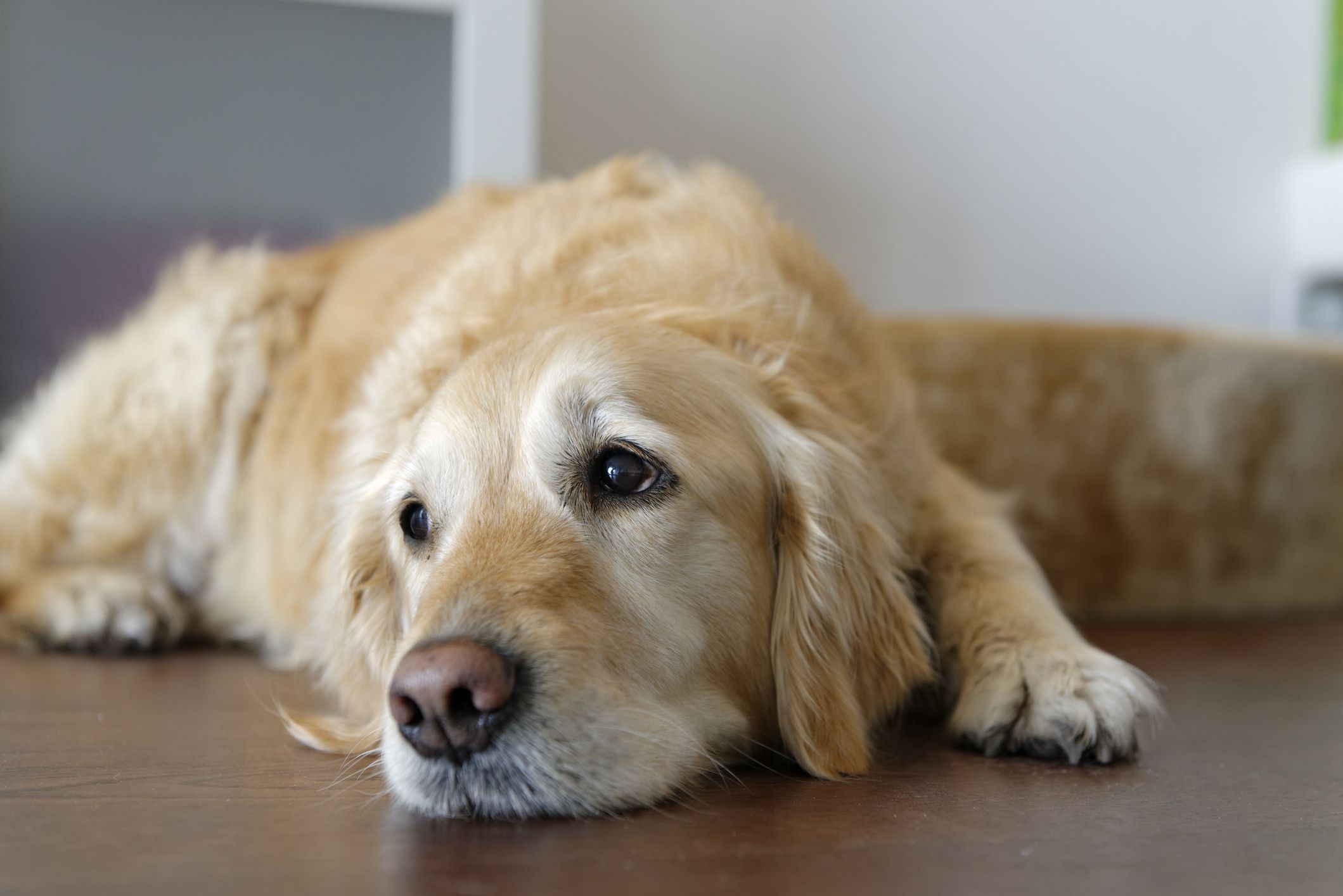 What Does Essiac Tea Do For Dogs With Cancer?