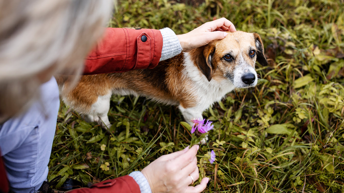 What Essential Oils Are Okay For Dogs’ Arthritis Pain