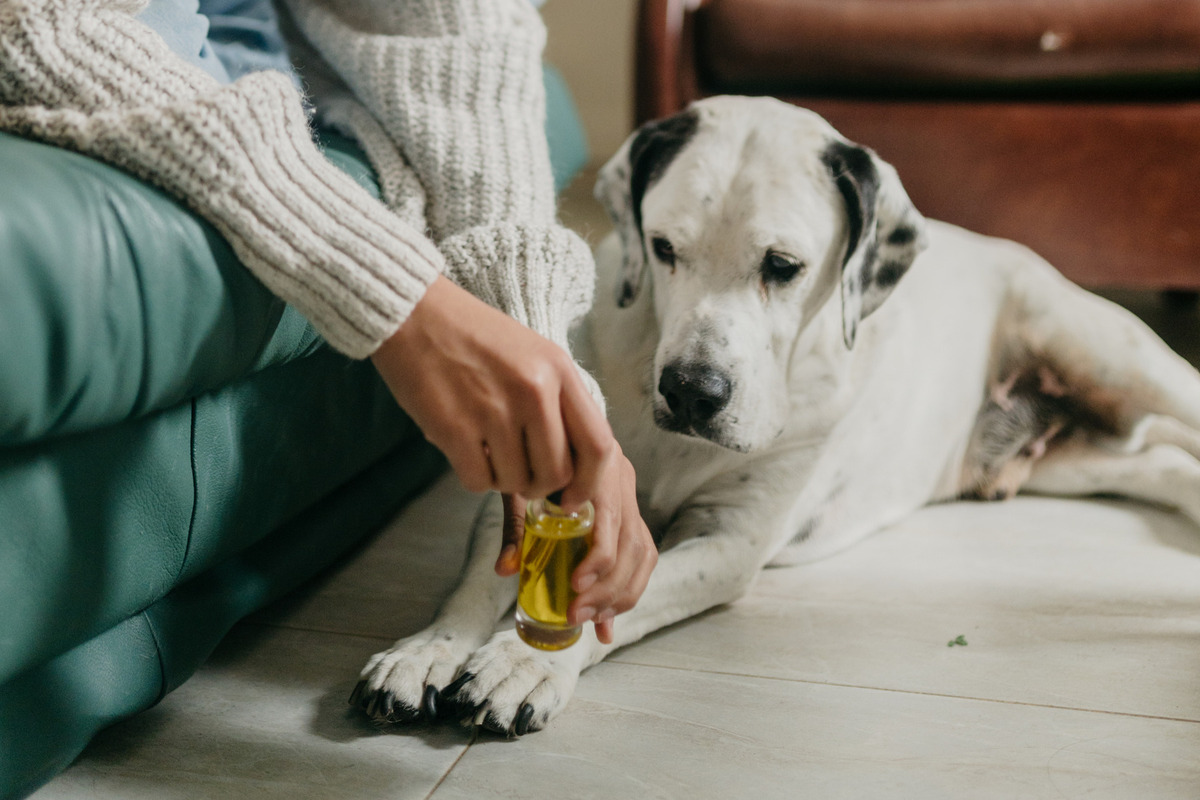 What Essential Oils Can You Use For Fleas On Dogs?