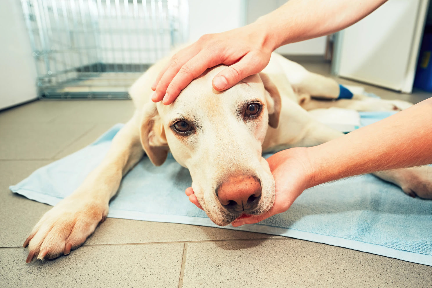 What Flea And Tick Medicine Is Safe For Dogs With Seizures?
