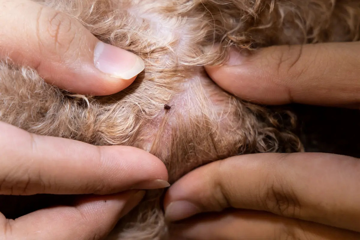 What Happens When A Dog Gets Tick Paralysis