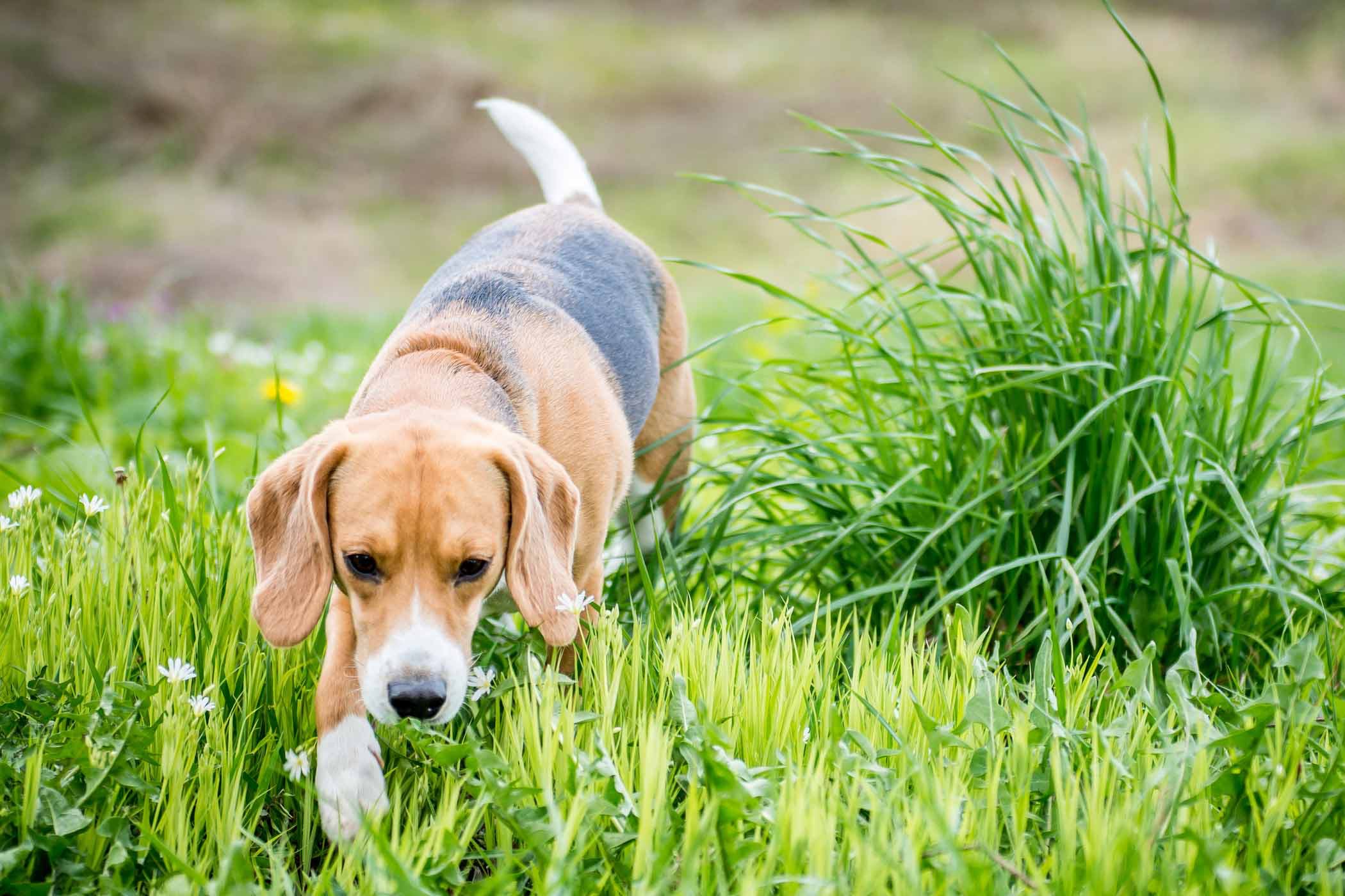 What Is A Fast-Moving Parasite On The Body Of A Dog?