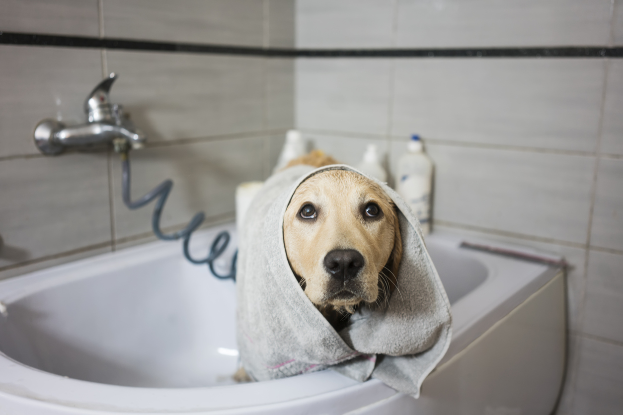 What Is A Good Bath For A Dog With Arthritis