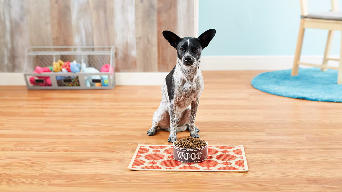 What Is A Good Dog Food For Arthritis?