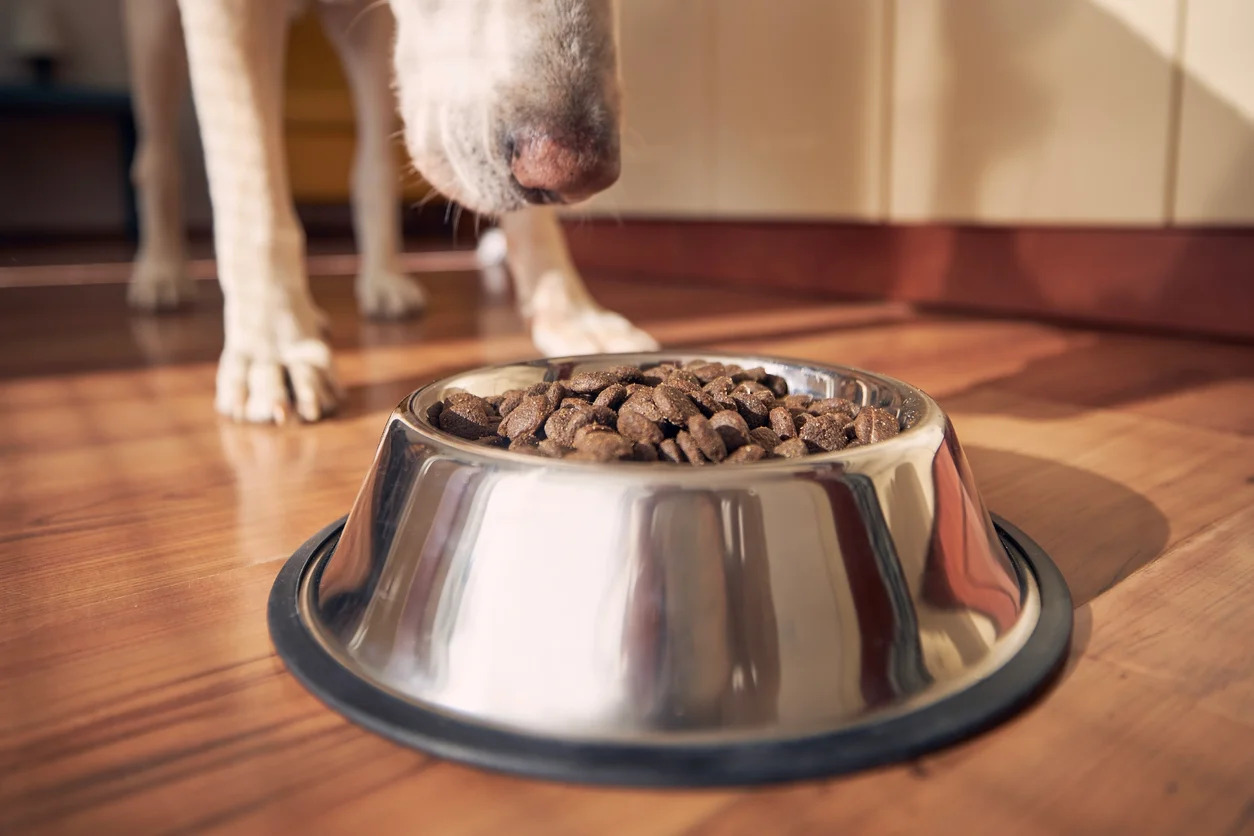 What Is A Good Dog Food For Senior Dogs With Arthritis?