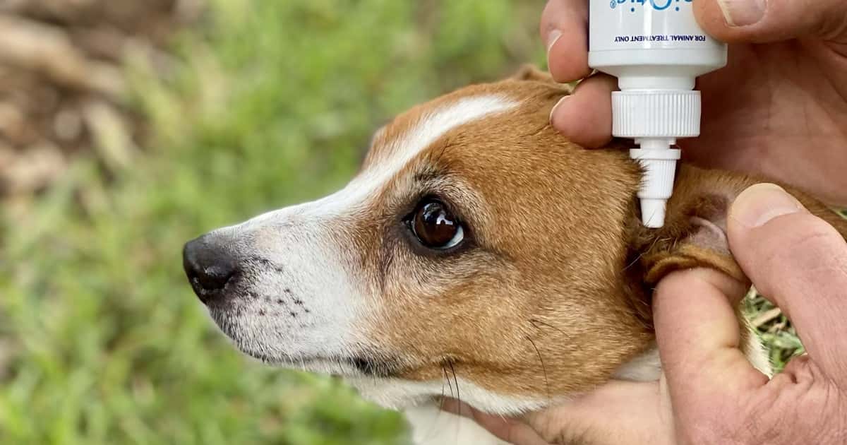 What Is A Good Ear Cleaner For Dogs Who Get A Ton Of Ear Infections