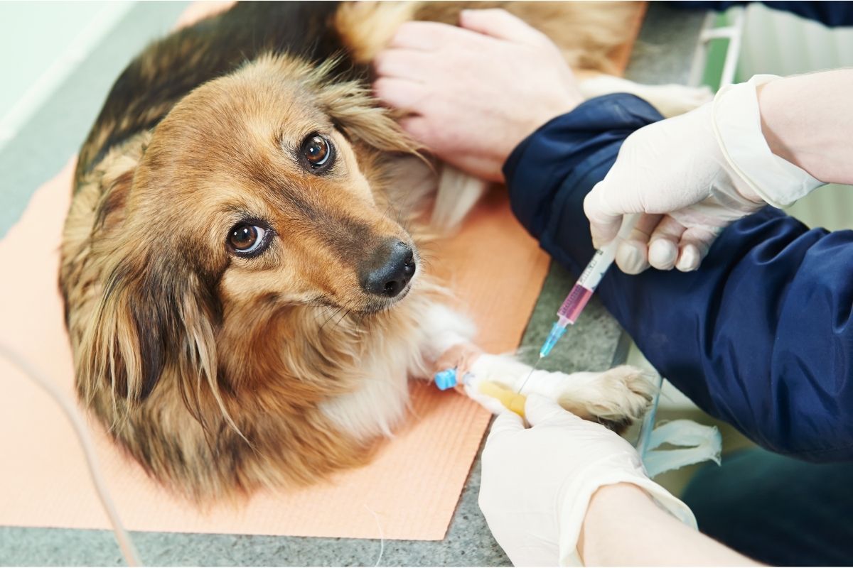 What Is Blood Parasite Test For Dogs