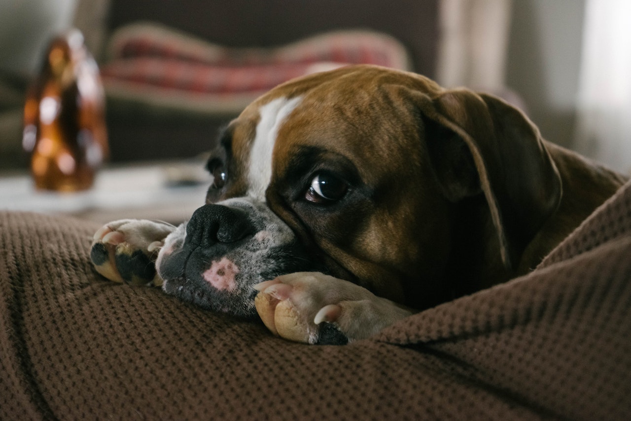 What Is End-Stage Arthritis In Dogs?