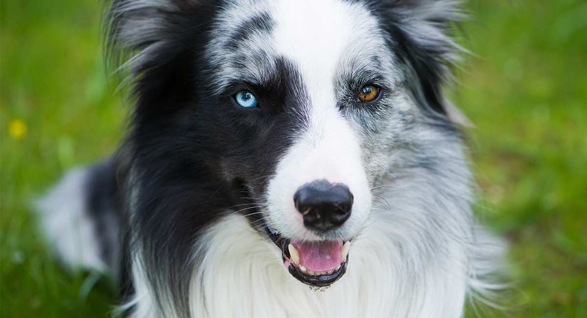 What Is It Called When A Dog Has One Blue Eye?
