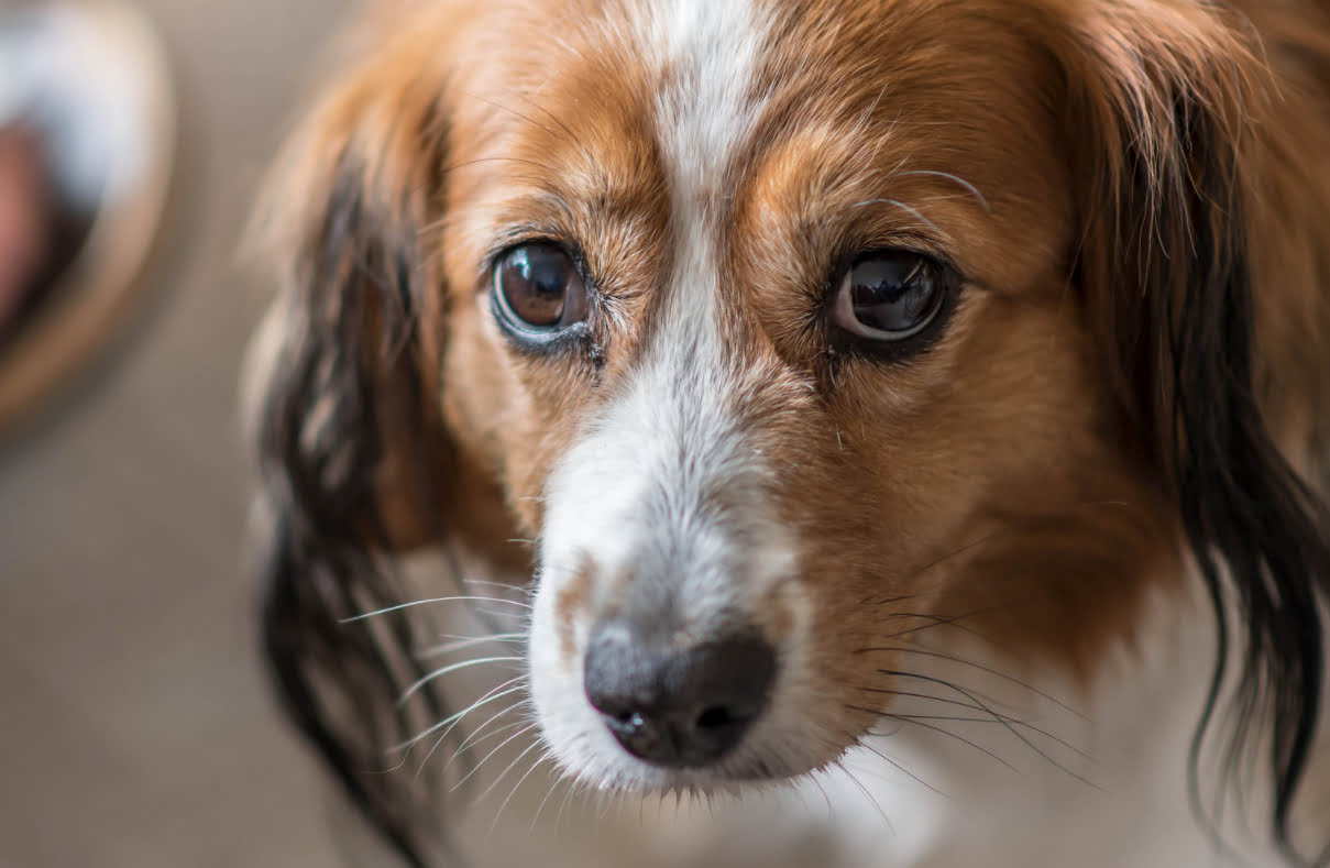 What Is Sunken Eye Disease In Dogs?