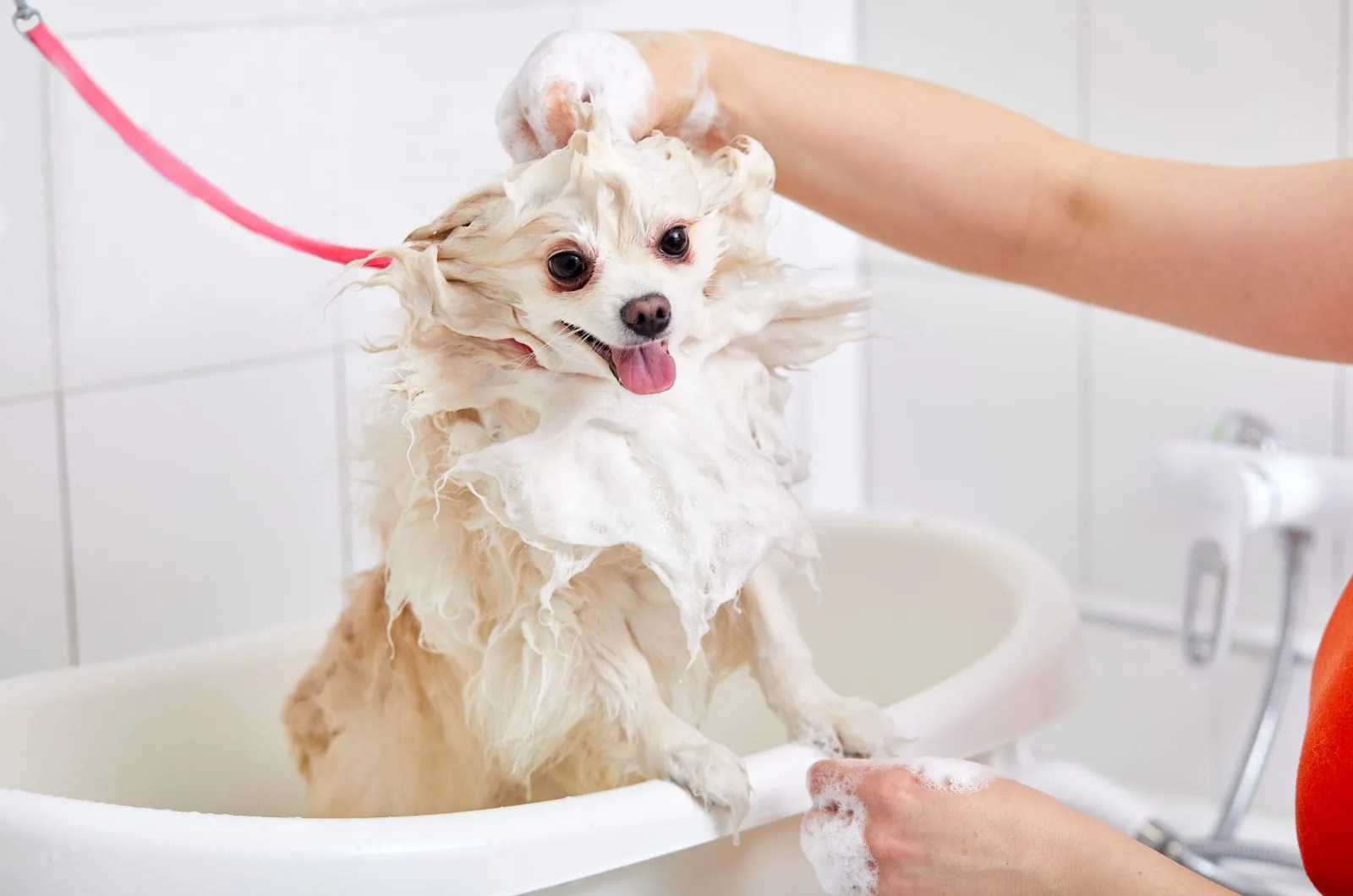 What Is The Best Dog Shampoo For Fleas, Ticks And Odor