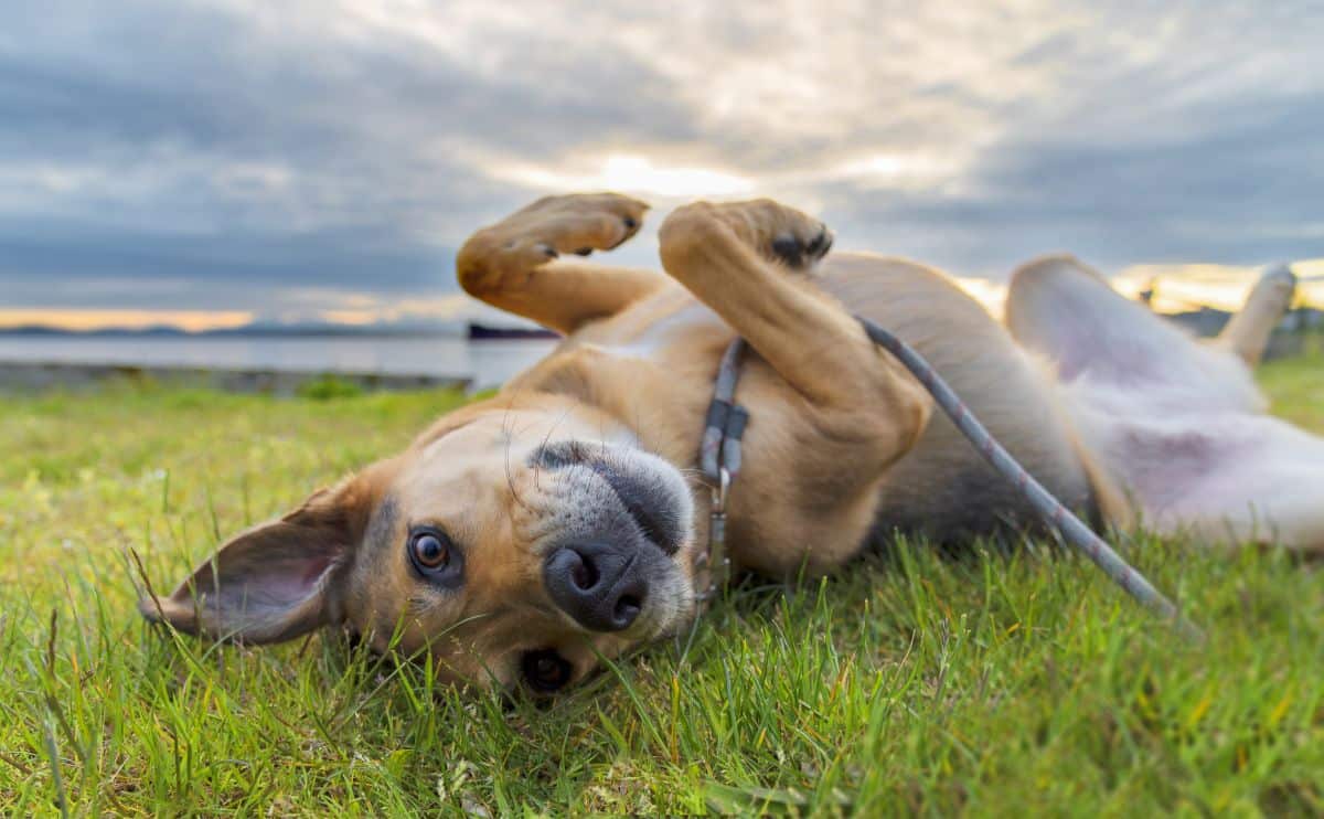 What Is The Best Flea, Tick, And Mosquito Repellent For Dogs