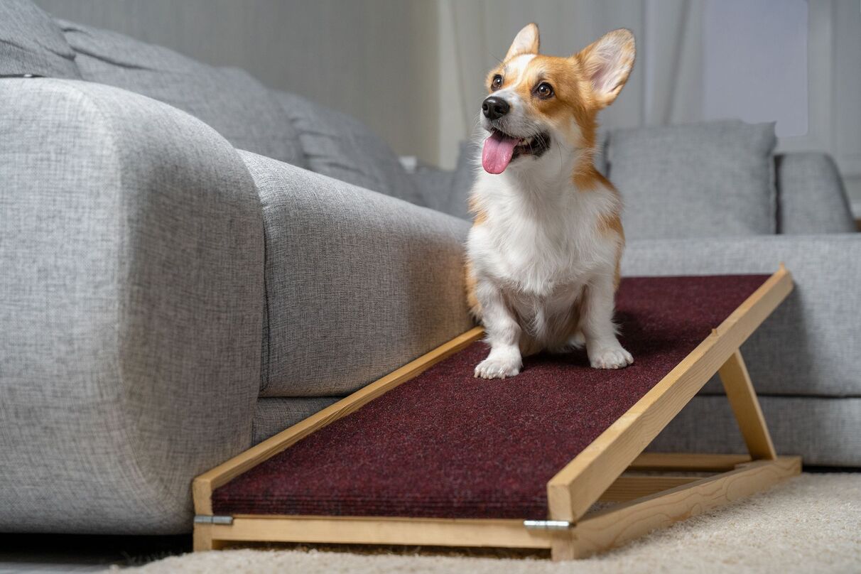 What Is The Best Ramp For Dogs With Arthritis?