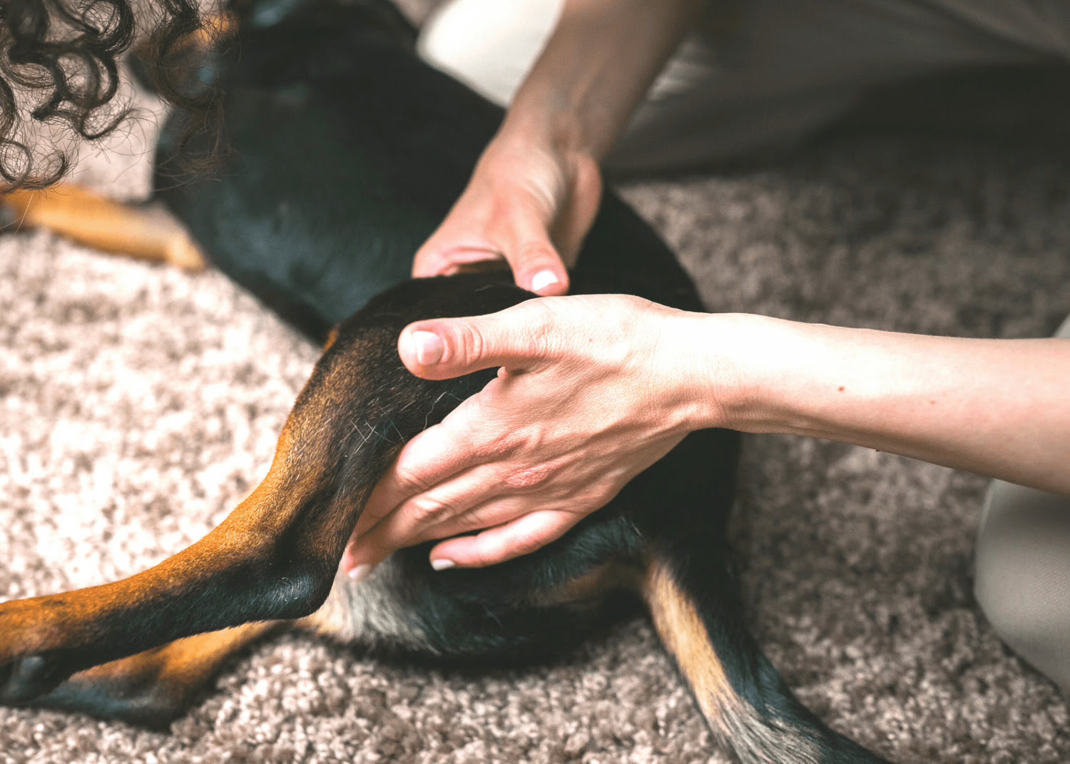 What Is The Best Treatment For Dog Arthritis?