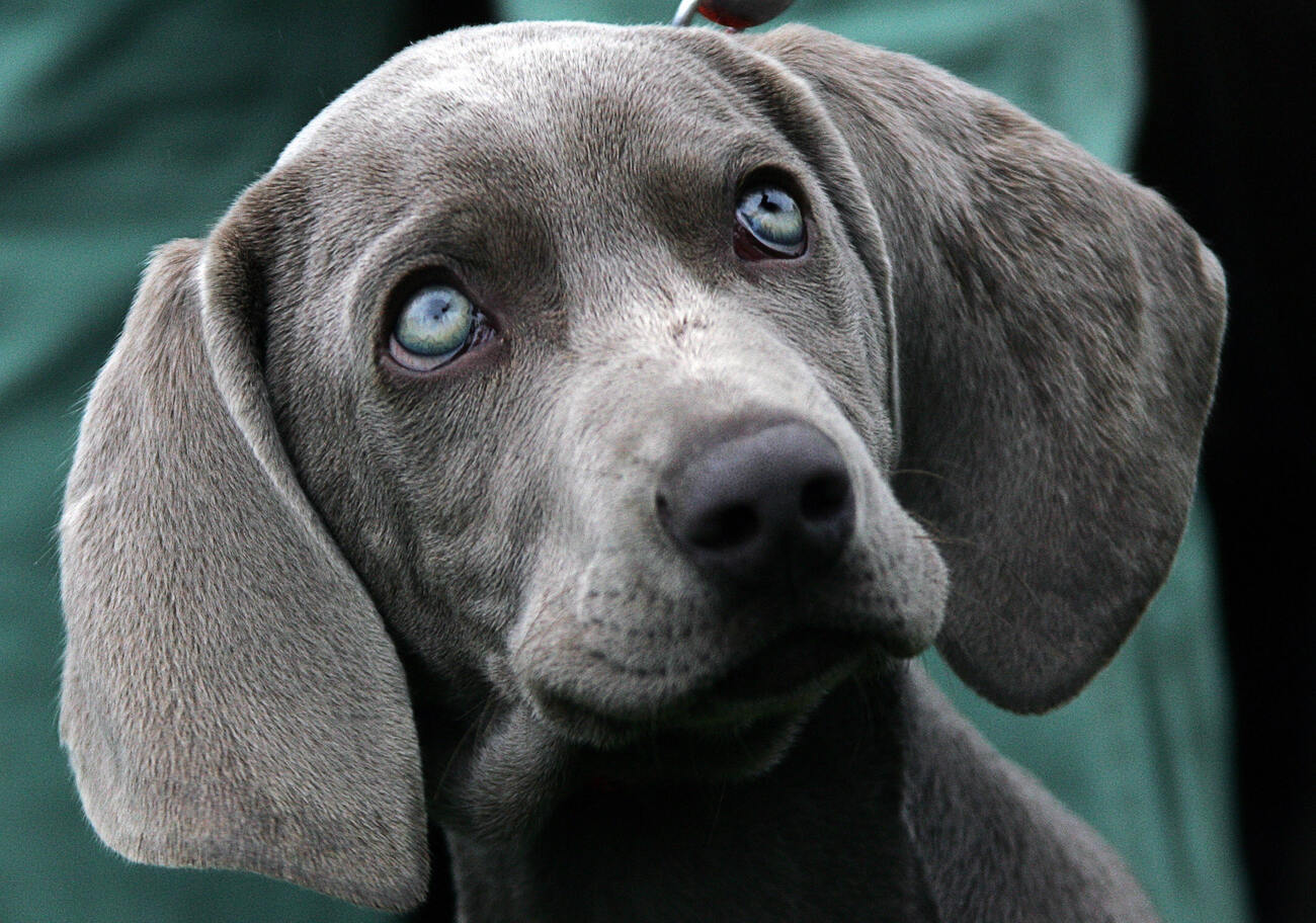 What Is The Rarest Eye Color In Dogs