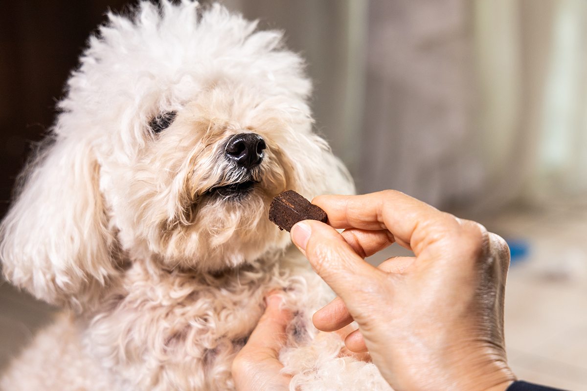 What Is The Safest Heartworm And Parasite Medicine For Dogs?