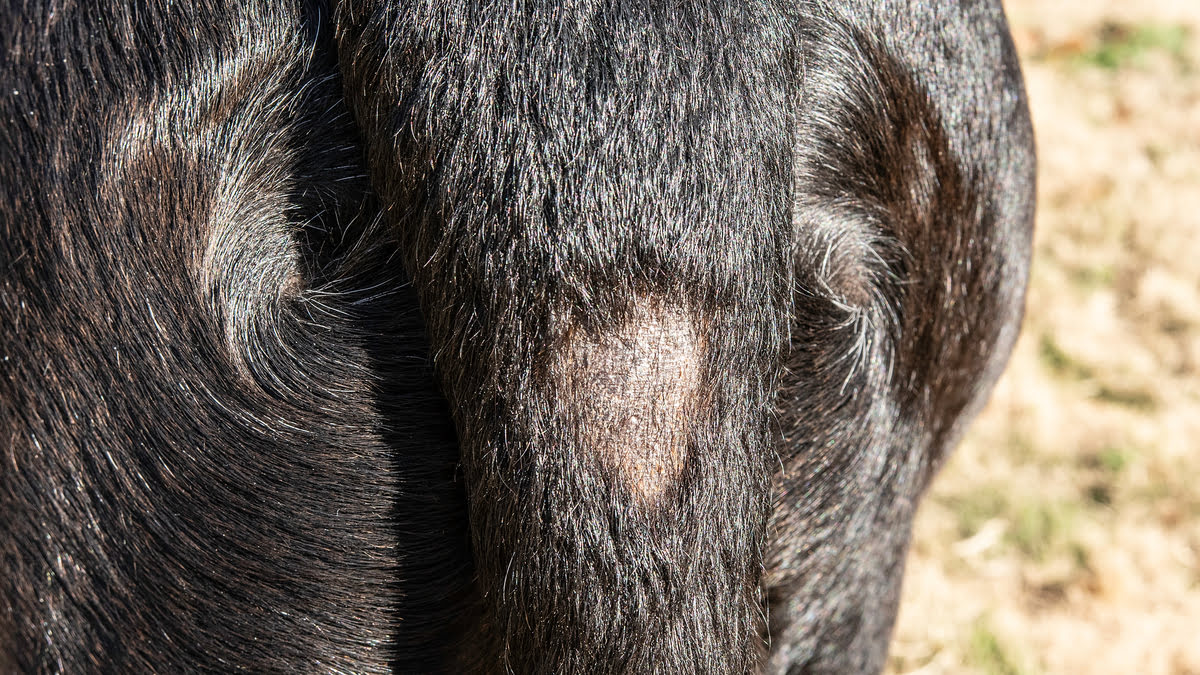 What Kind Of Parasite Causes Black Spots And Hair Loss On A Dog's Skin