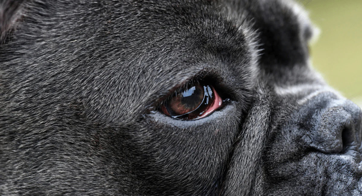 What Makes A Dog's Inner Eye Show