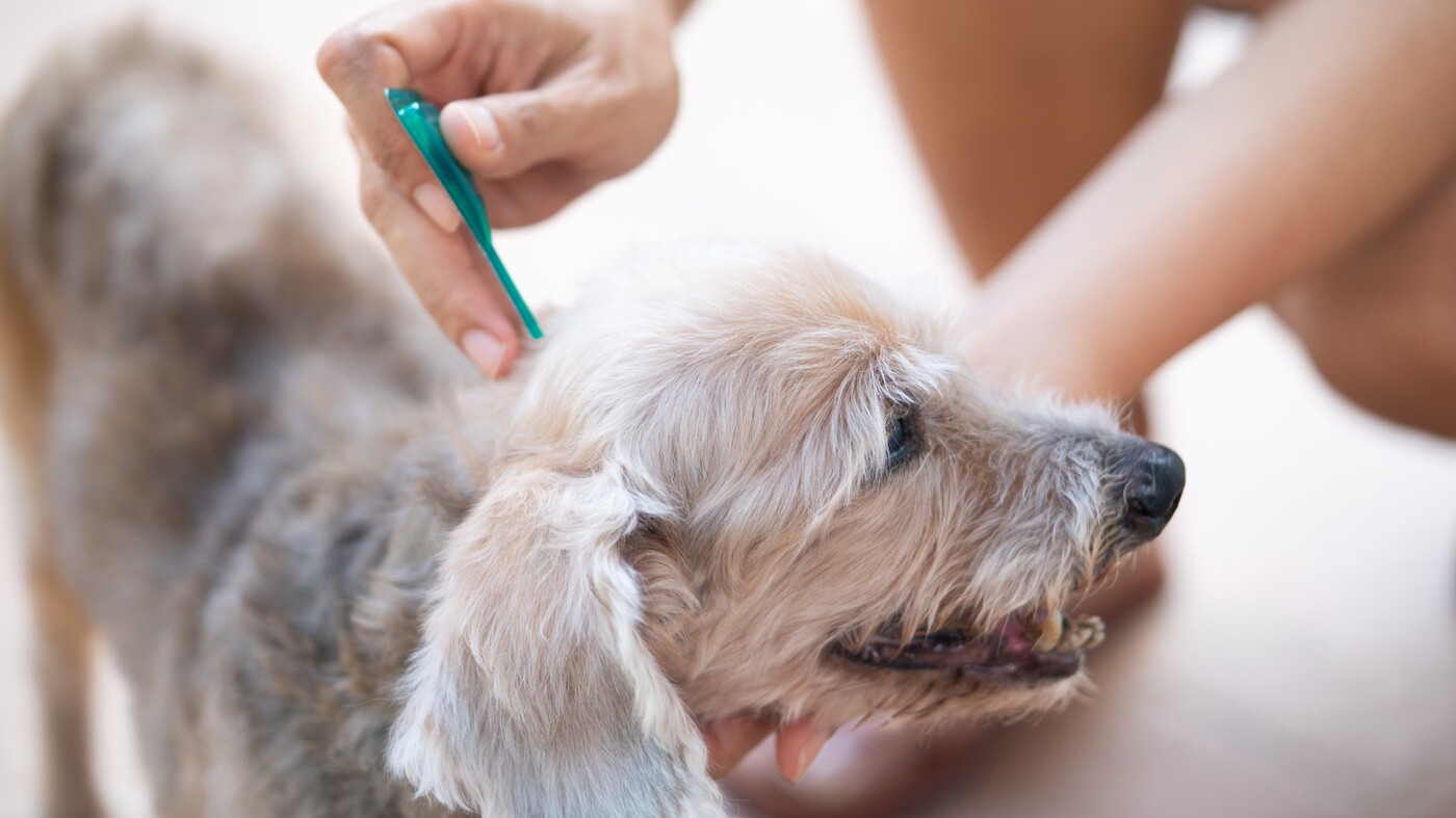 What Months To Give Tick Treatment In MN For Dogs