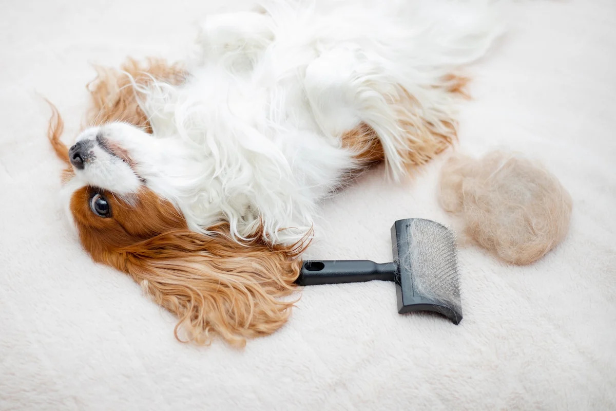 What Parasite Can Be Transferred Between Dogs With Brushes And Combs?