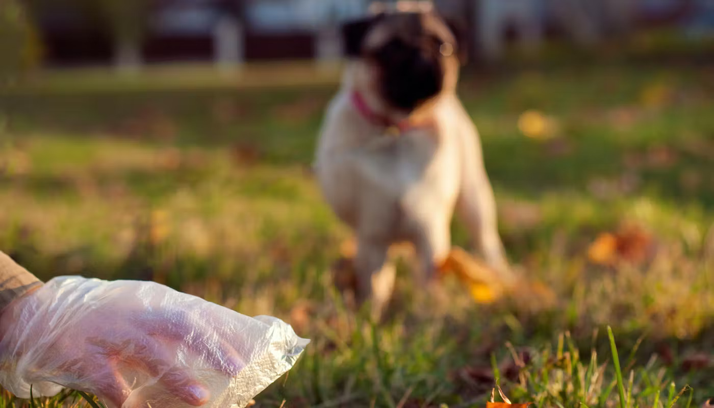 What Parasite Is Found In Dog Feces