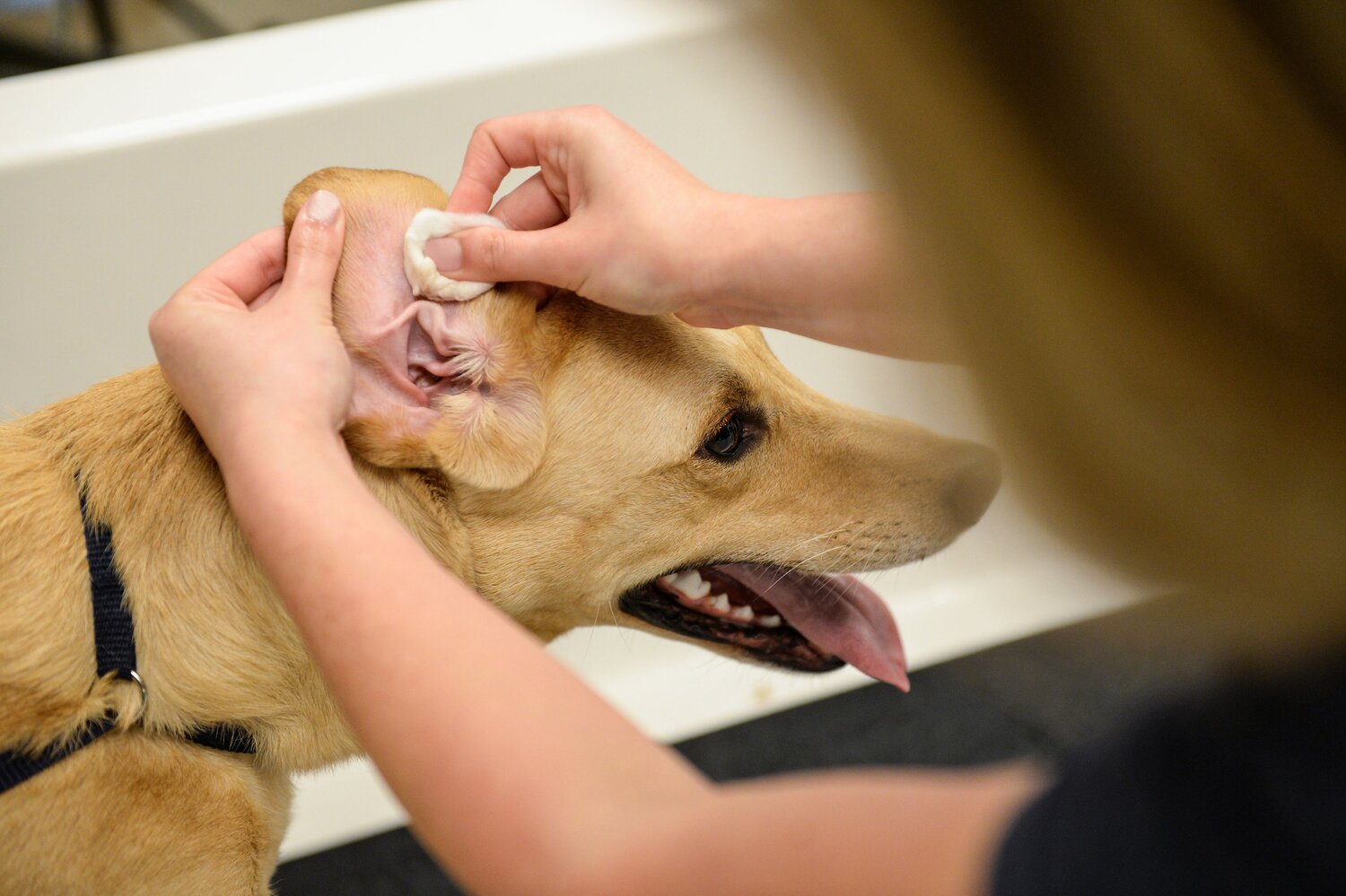 What Symptoms Do Dogs Experience With Ear Infections