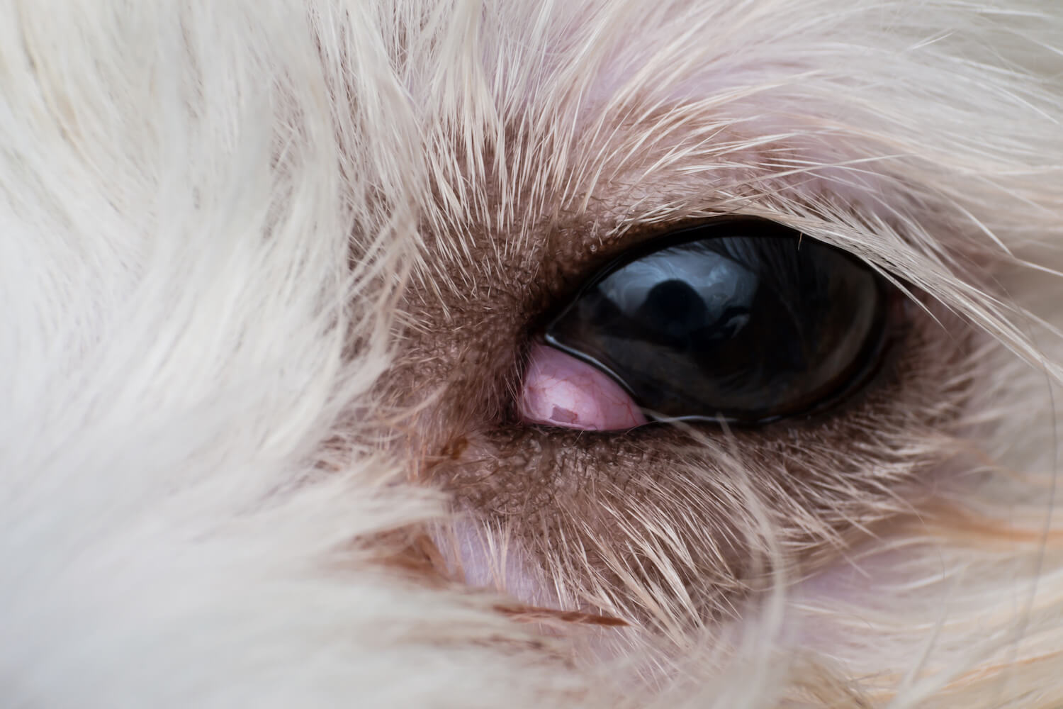 What To Do About Cherry Eye In Dogs