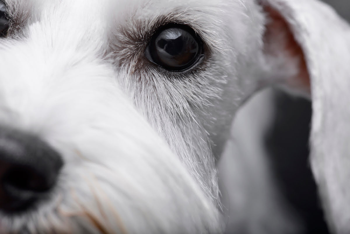 What To Do For An Ulcer In A Dog's Eye
