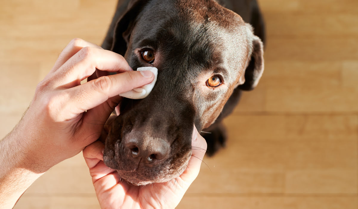 What To Do For Dog Eye Irritation