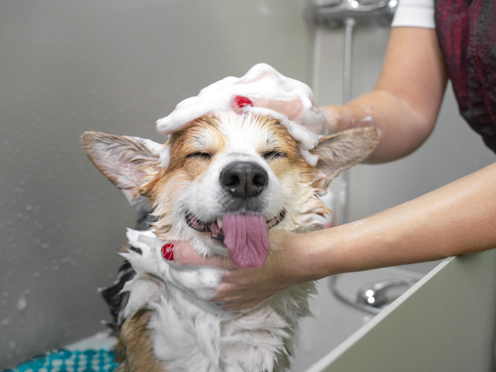 What To Do If A Dog Gets Soap In Its Eye