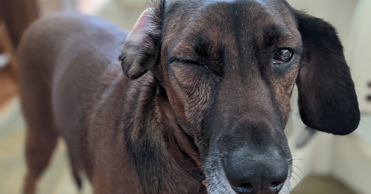 What To Do If Your Dog Scratches Its Eye
