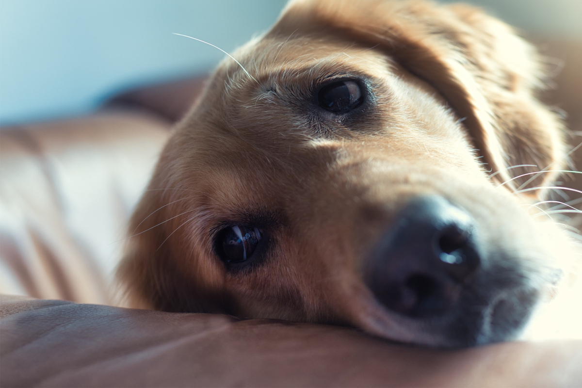 What To Do When Your Dog Has Fleas