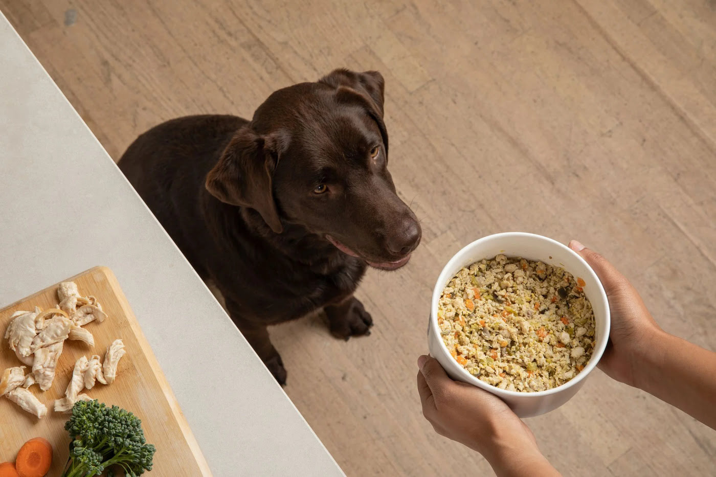 What To Feed A Dog With Urinary Crystals