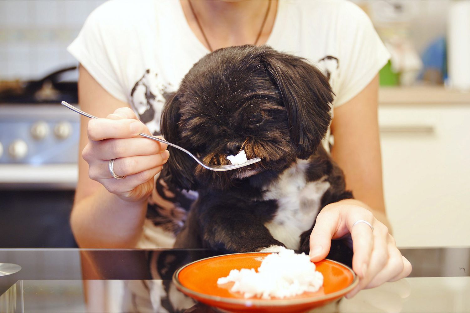 What To Feed Dogs With Gastrointestinal Problems