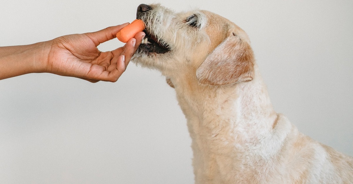 What To Give A Dog That Has Arthritis In Its Throat