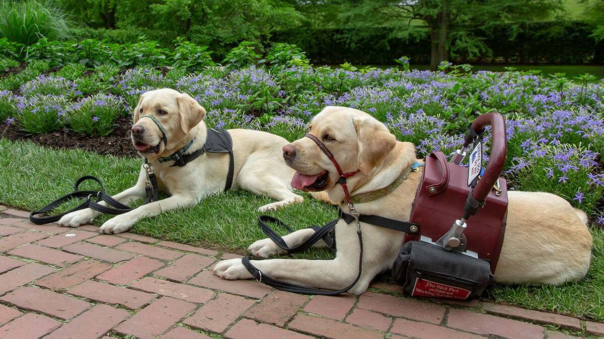 What Would A Service Dog Do For Arthritis?