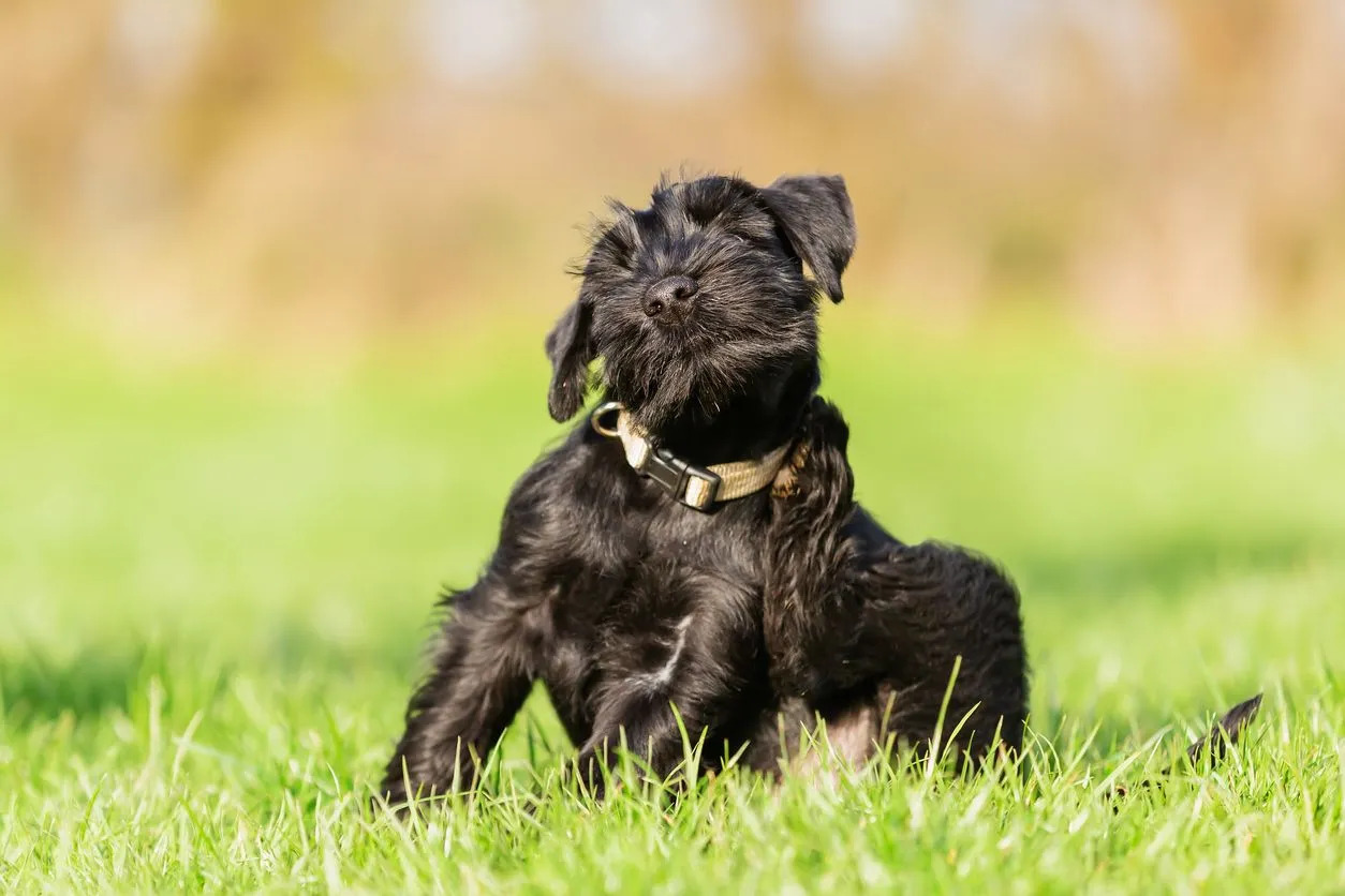 When Are Fleas Most Active On Dogs
