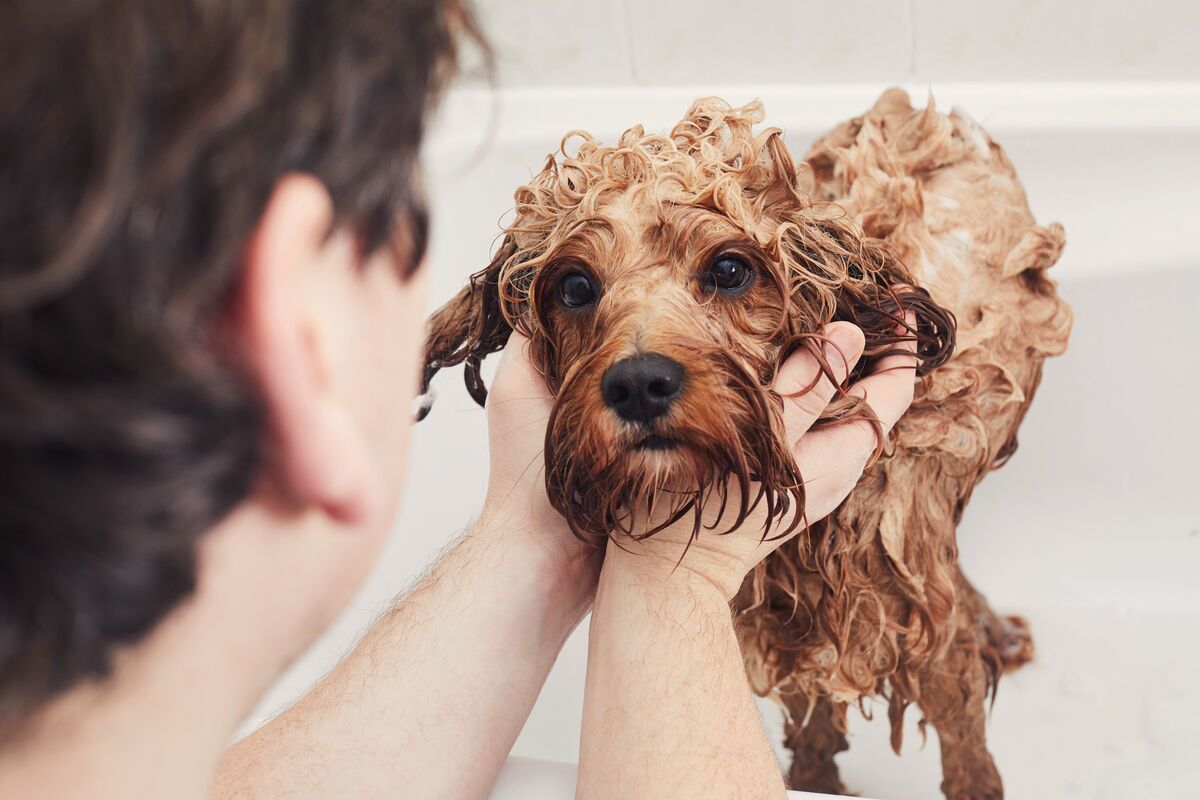 When Can You Bathe A Dog After Flea And Tick Medication
