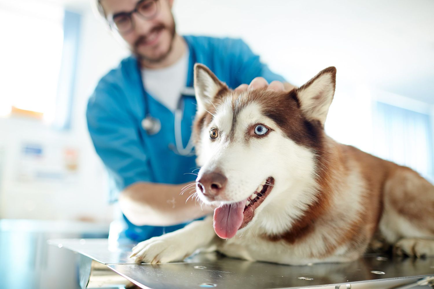 When Do Dogs Show Symptoms Of Lung Cancer