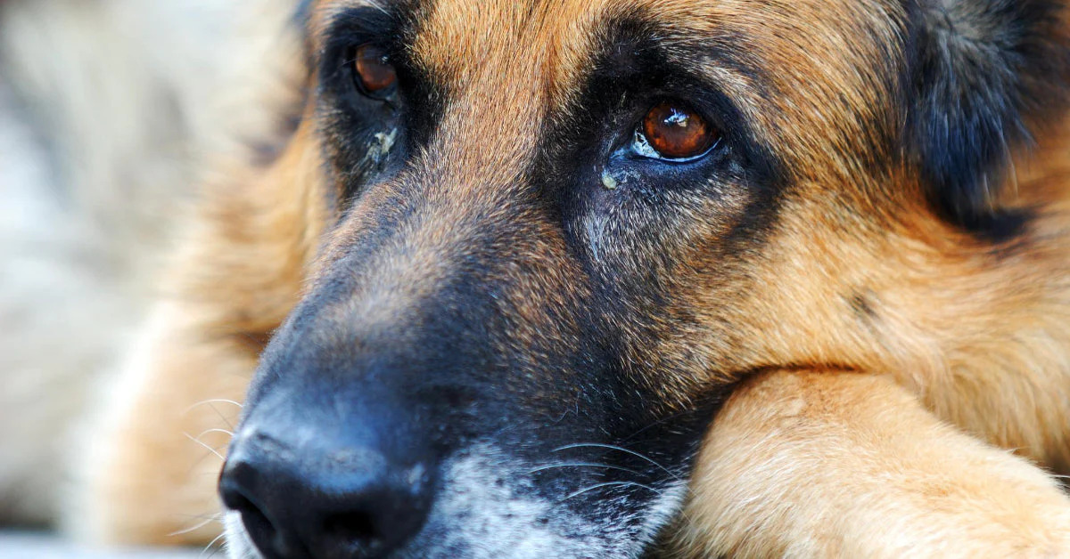 When Dogs Get Gunk In Their Eyes, What Does It Mean