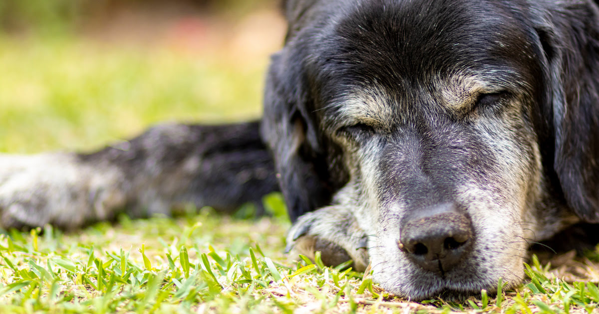 When Is It Too Late For Dog Arthritis Medication?