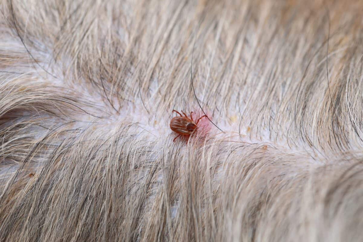 When Ticks Fall Off Dogs
