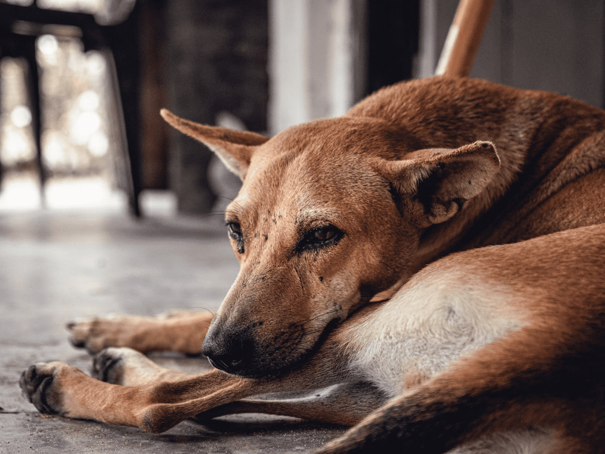 When To Euthanize A Dog With Arthritis
