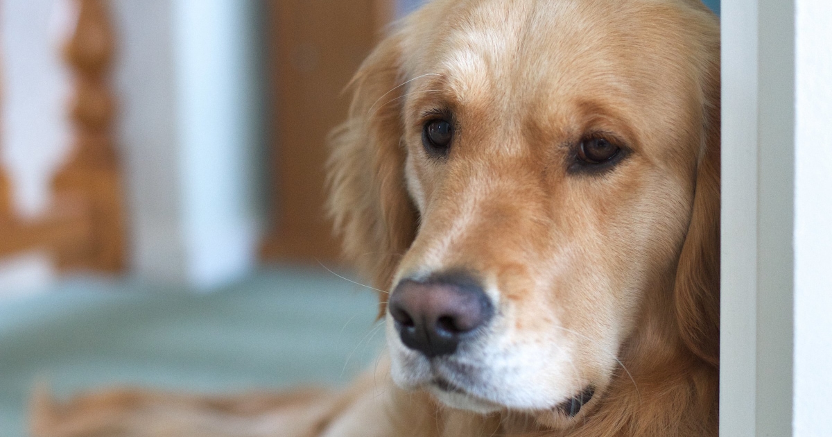 When To Put Your Dog Down With Cancer