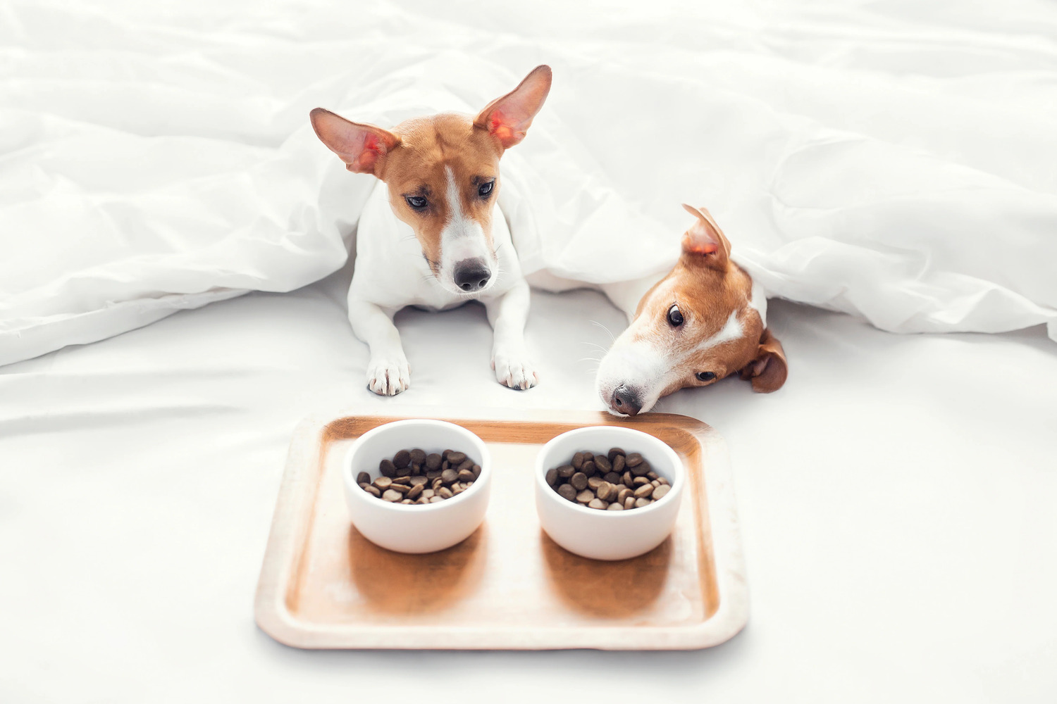 Which Dog Foods Cause Cancer