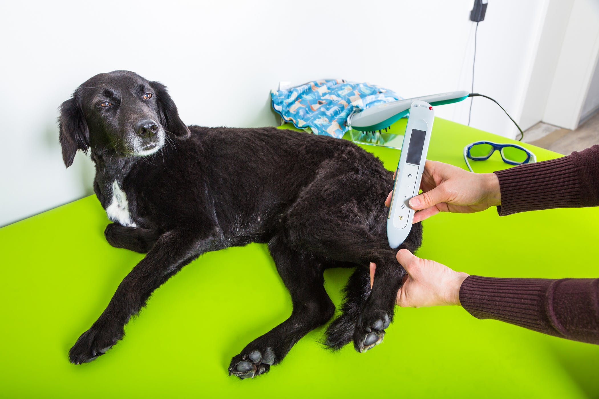 Which Is Most Effective For Dog Arthritis: Acupuncture Or Laser Treatments?