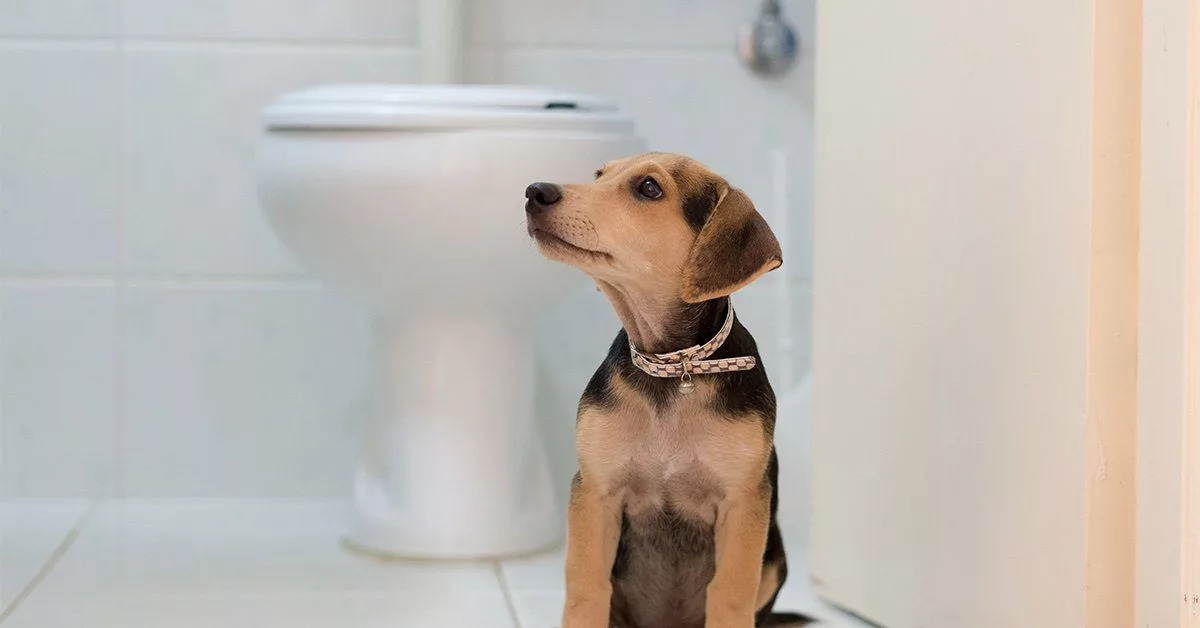 Why Do Dogs Get Urinary Tract Infections?