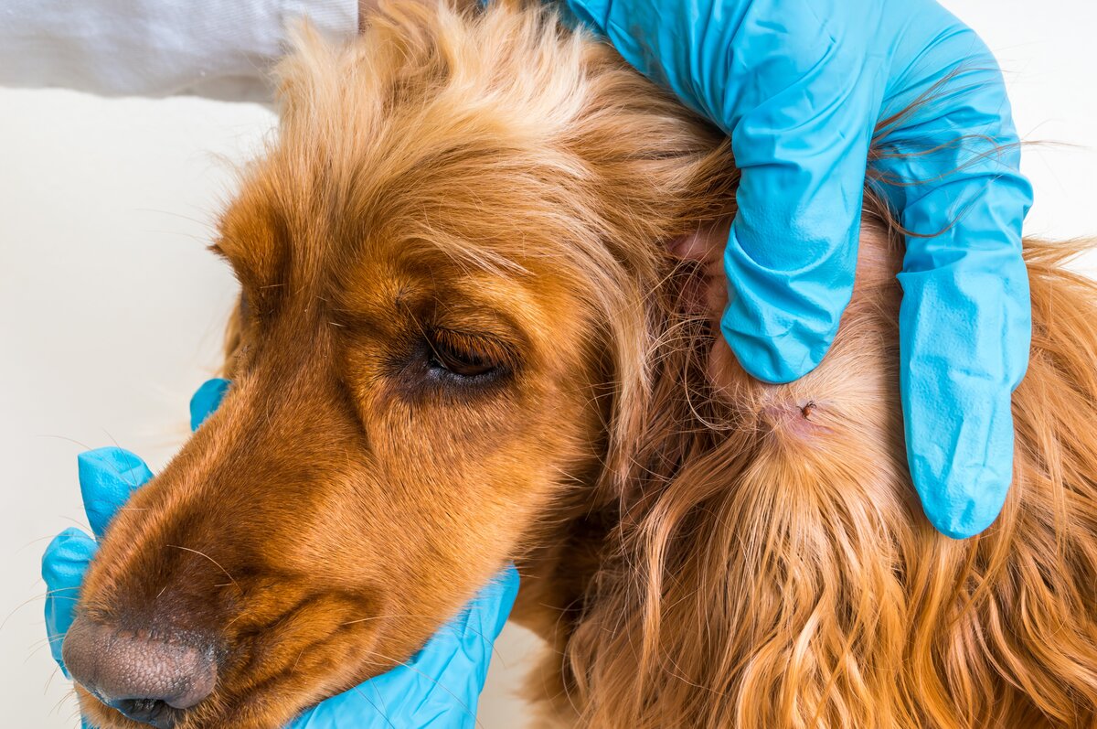 Why Do Ticks Bite When Dogs Take Tick Medicine