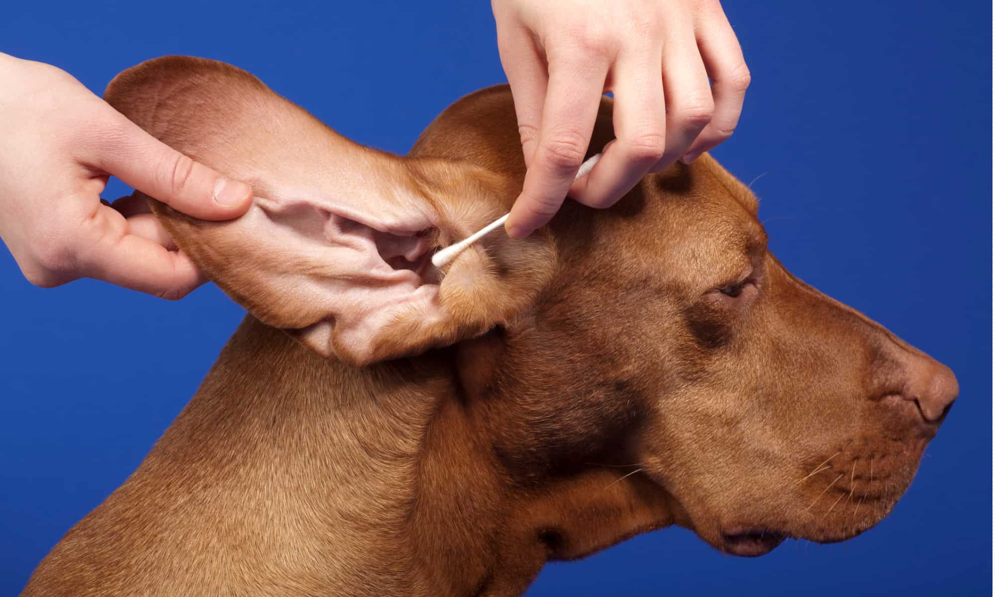Why Do Ticks Like Dog Ears