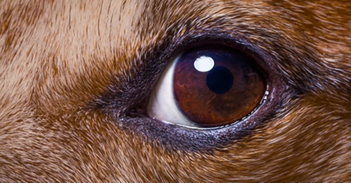 Why Does Dog’s Eye Color Change